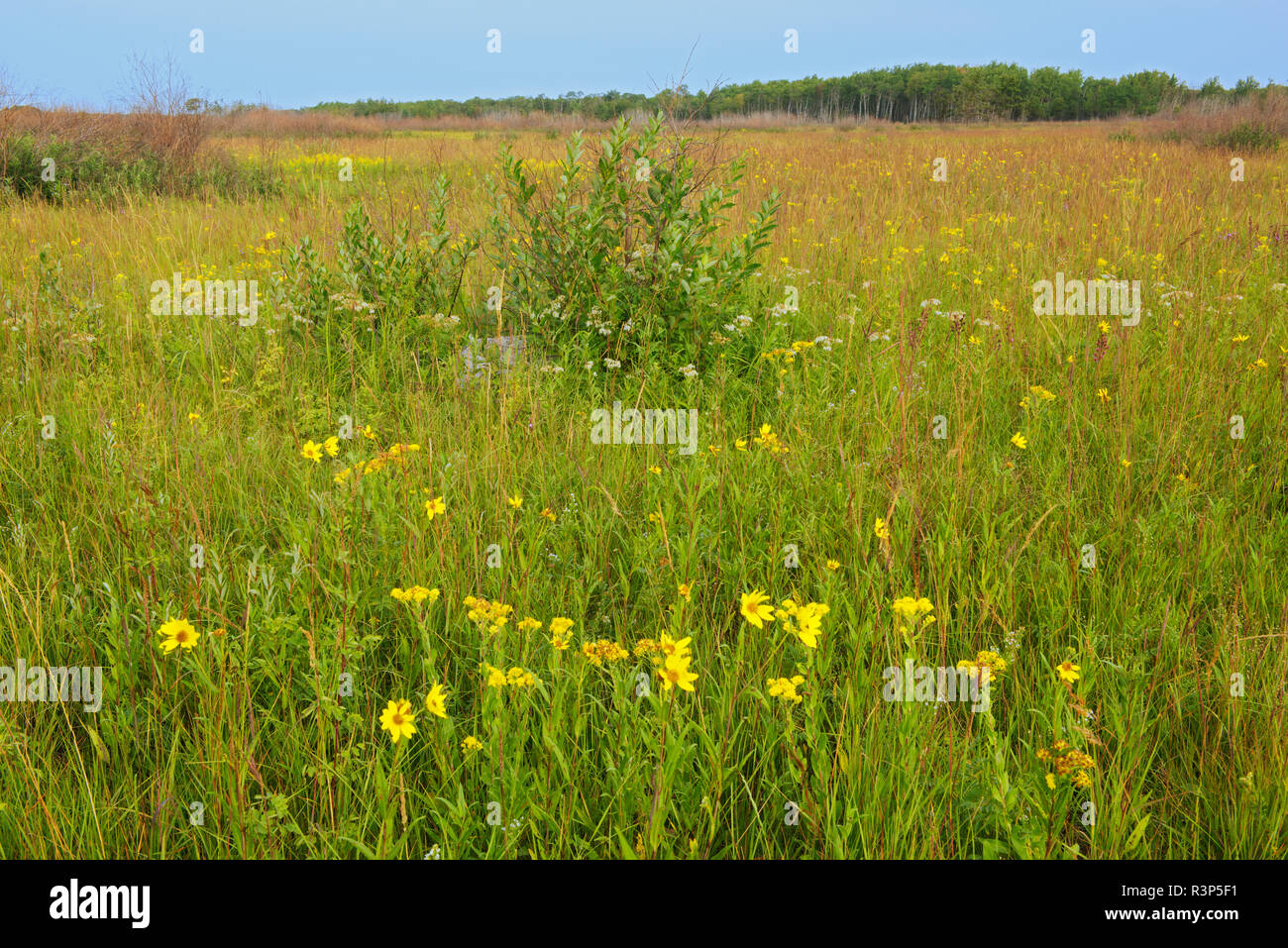 Canada, Manitoba, Tolstoi Tall Grass Prairie Preserve. Prairie in spring bloom. Stock Photo