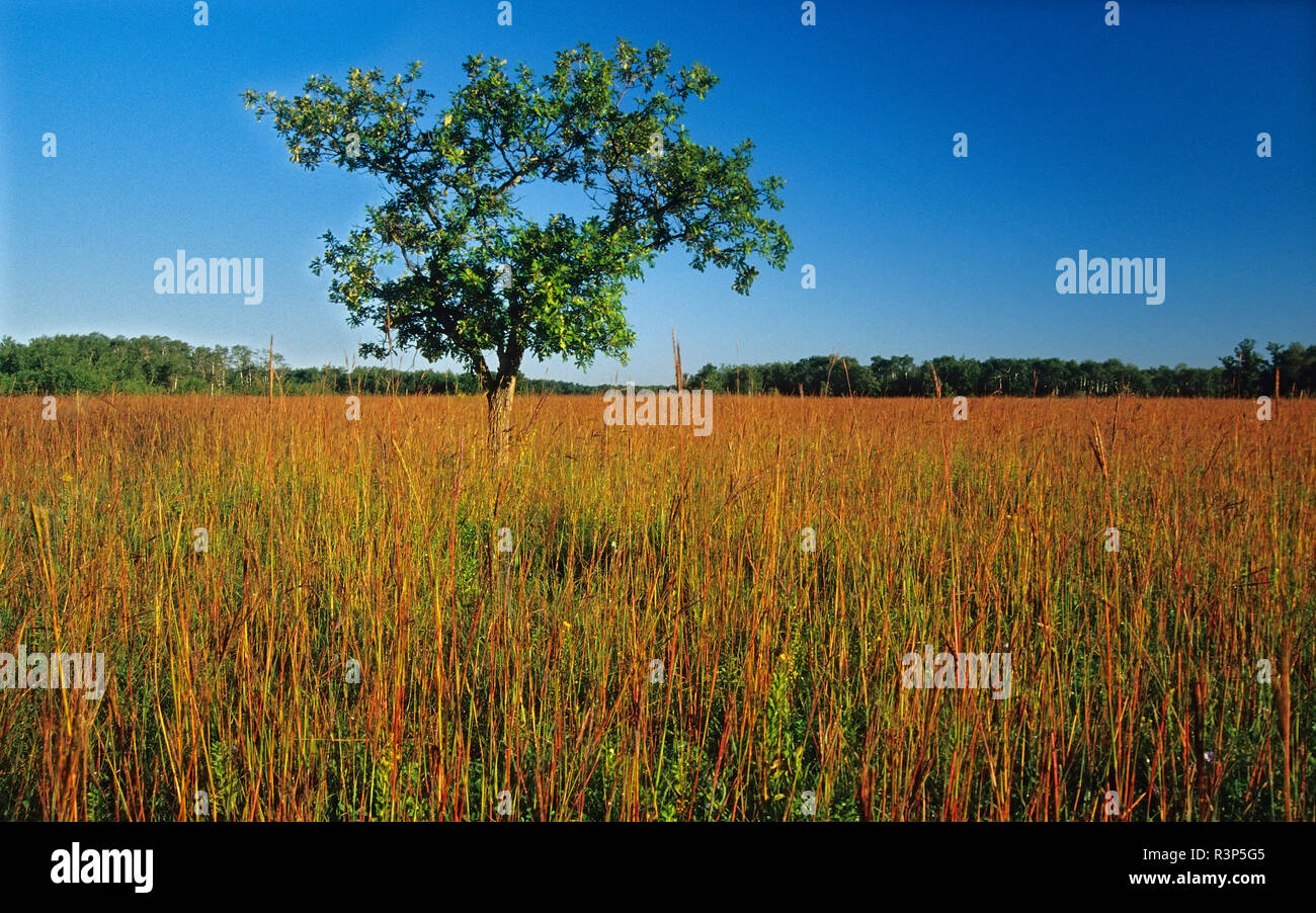 Canada, Manitoba, Tolstoi Tall Grass Prairie Preserve. Oak tree on grassy prairie. Stock Photo