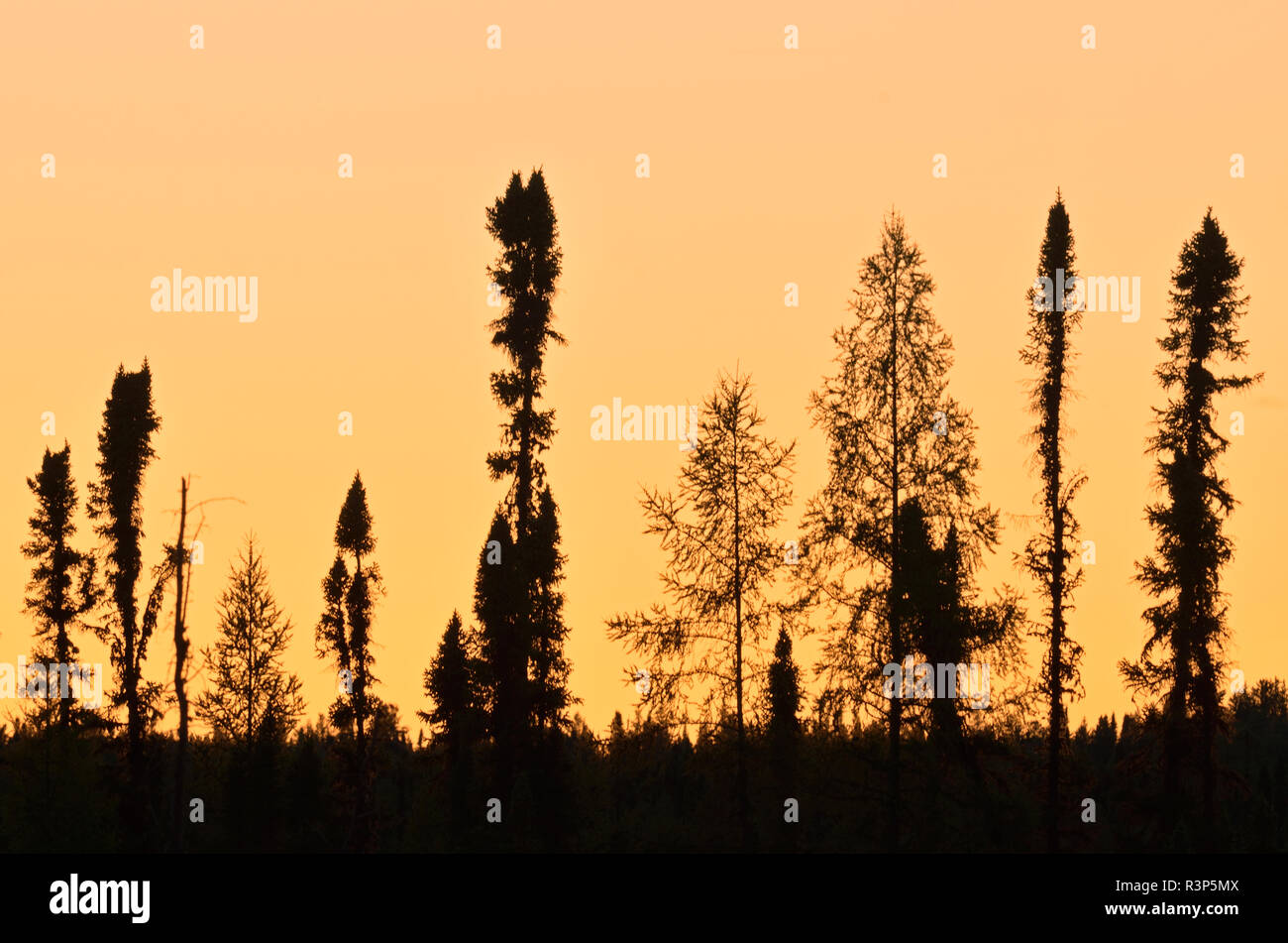 Canada, Manitoba, Lynn Lake. Black spruce tree silhouettes at dusk. Stock Photo
