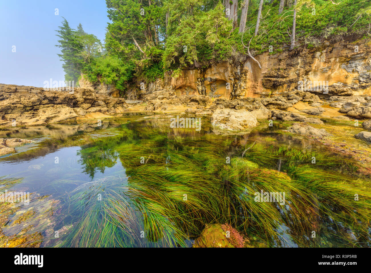 Tide pools at low tide at the edge of the Pacific Ocean, Botanical