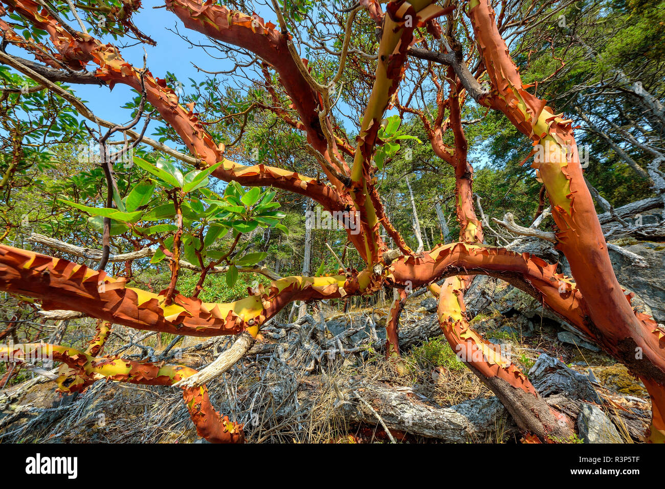Pacific madrone (Arbutus menziesii) on the Pacific Coast of Vancouver Island, British Columbia, Canada Stock Photo