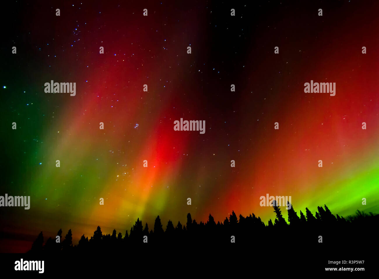 Canada, Manitoba, Birds Hill Provincial Park. Aurora borealis and trees Stock Photo Alamy