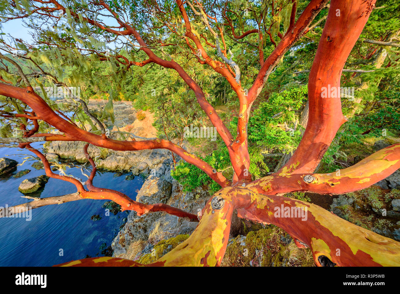 Pacific madrone (Arbutus menziesii) on the Pacific Coast of Vancouver Island, British Columbia