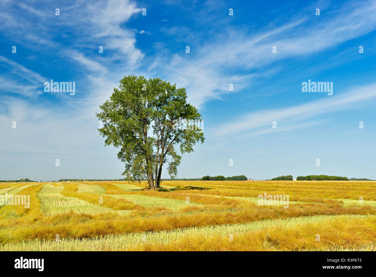 Canada, Manitoba, Dugald. Cottonwood tree in canola crop field Stock