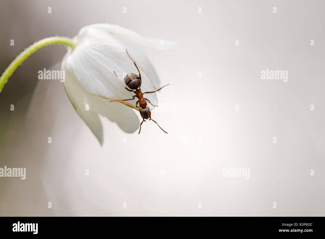 Red wood ant (Formica rufa) on a flower against light, Alsace, France Stock Photo