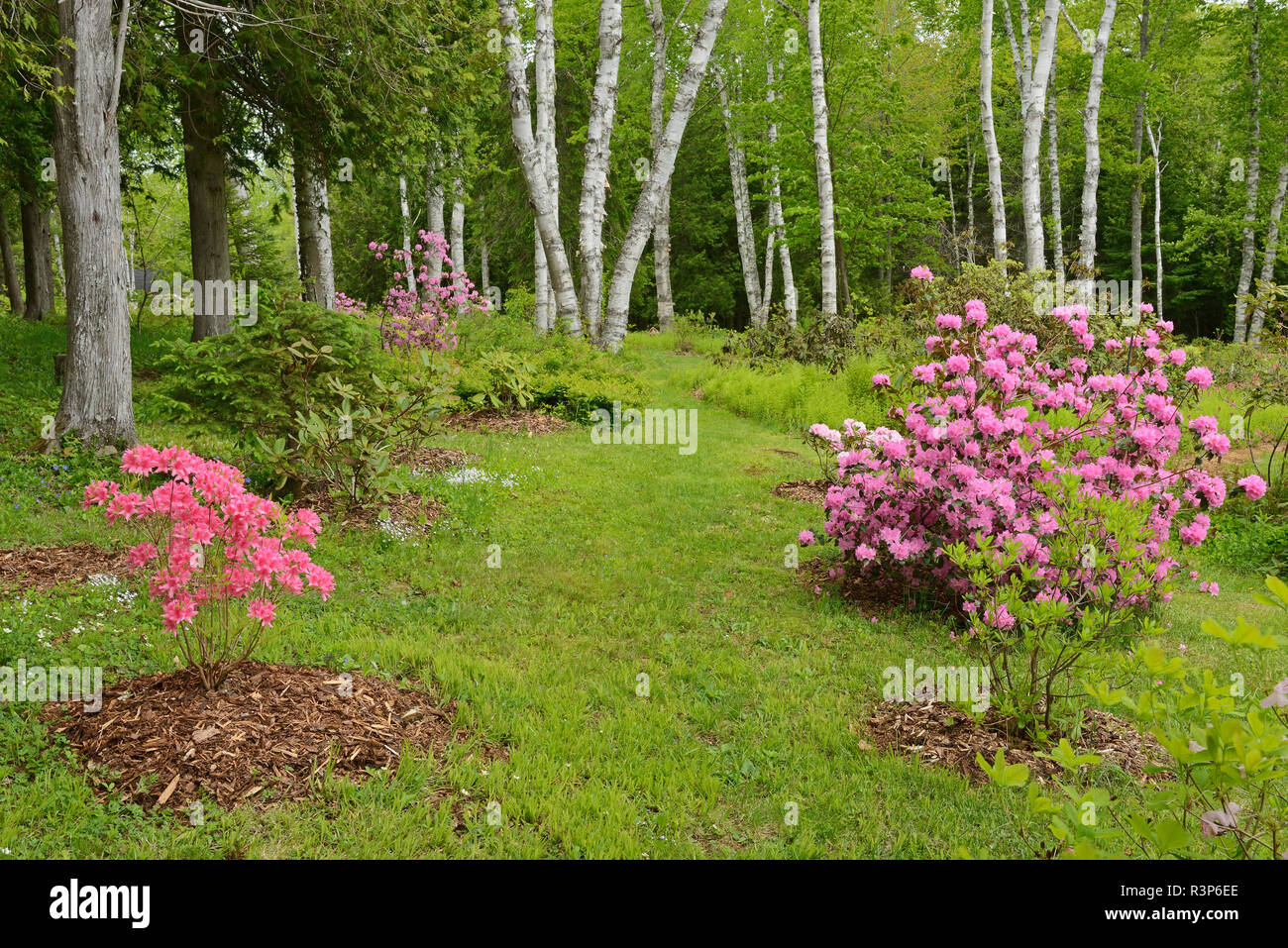 Canada, New Brunswick, Long Reach. Garden flowers and forest scenic. Stock Photo