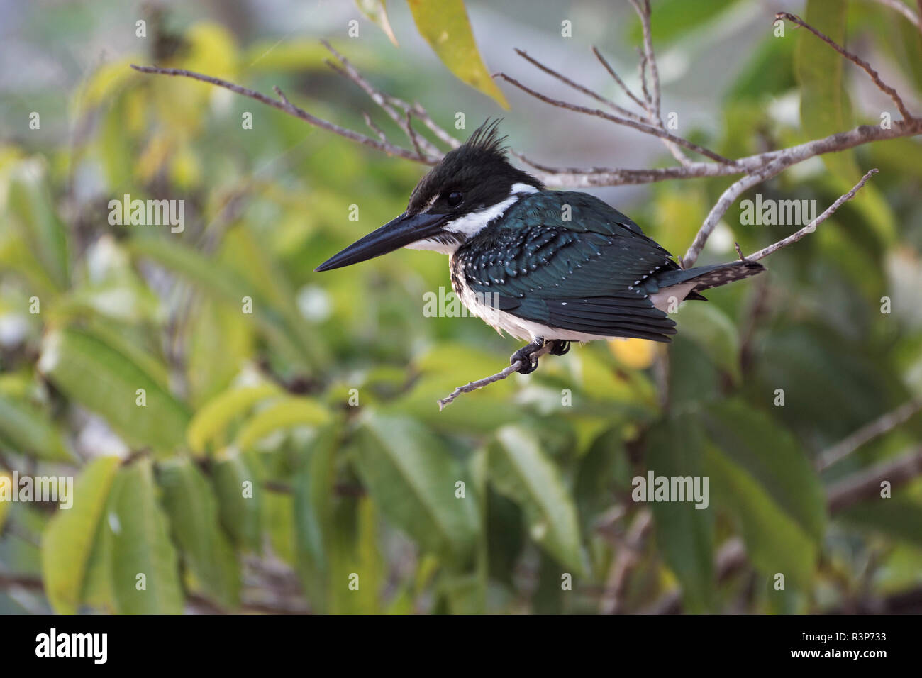 Amazon Kingfisher (Chloroceryle amazona) female on branch, Pantanal, Brazil Stock Photo
