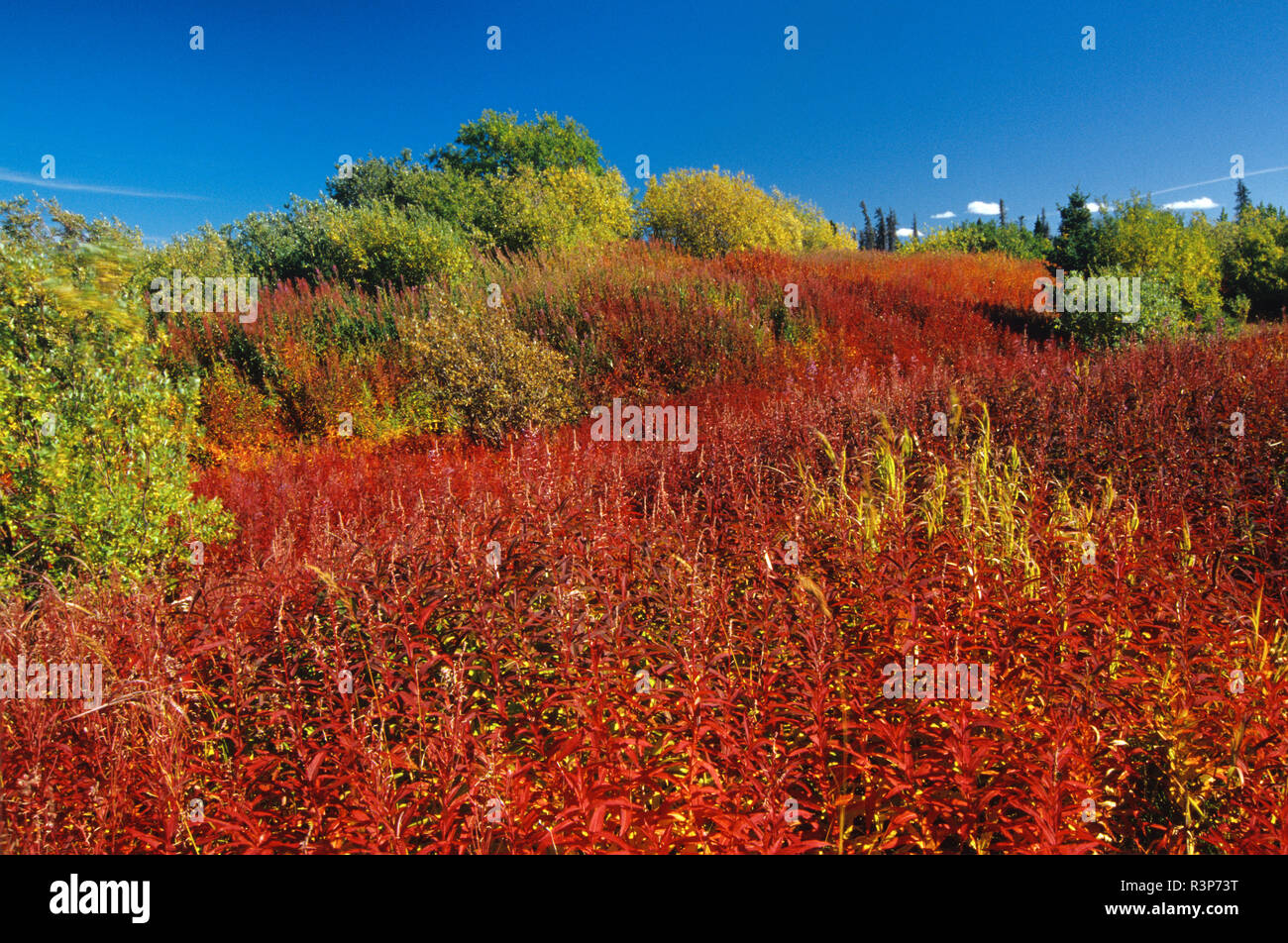 Canada, Northwest Territories. Fireweed and trees. Stock Photo