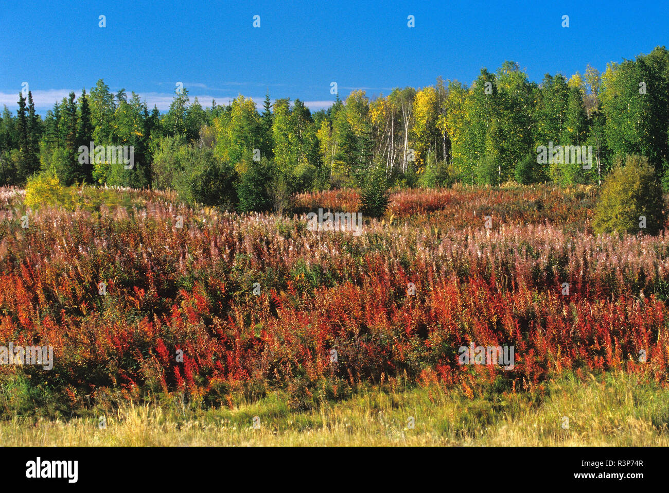 Canada, Northwest Territories. Fireweed and trees. Stock Photo