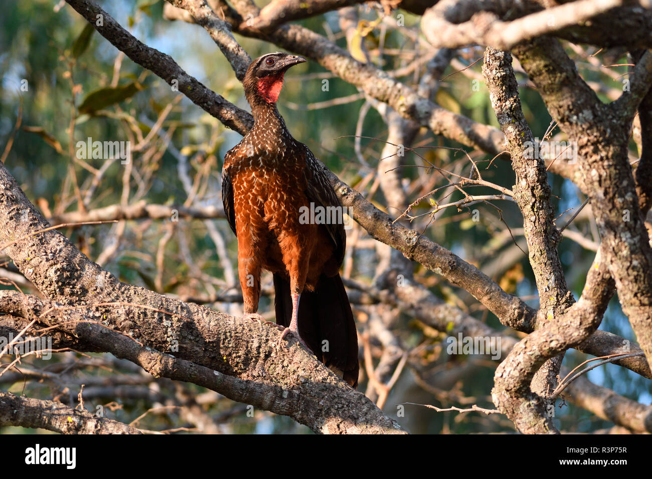 Chestnut-bellied Guan (Penelope ochrogaster) on a branch, Pantanal ...