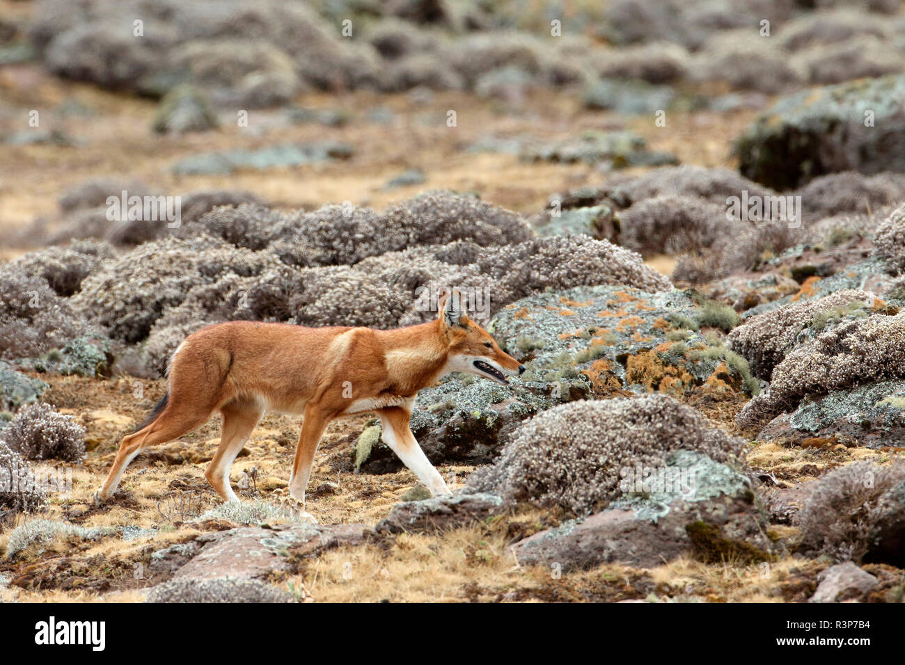 Simian jackal (Canis simensis) walking among Cape Gold, Bale Mountains, Ethiopia Stock Photo