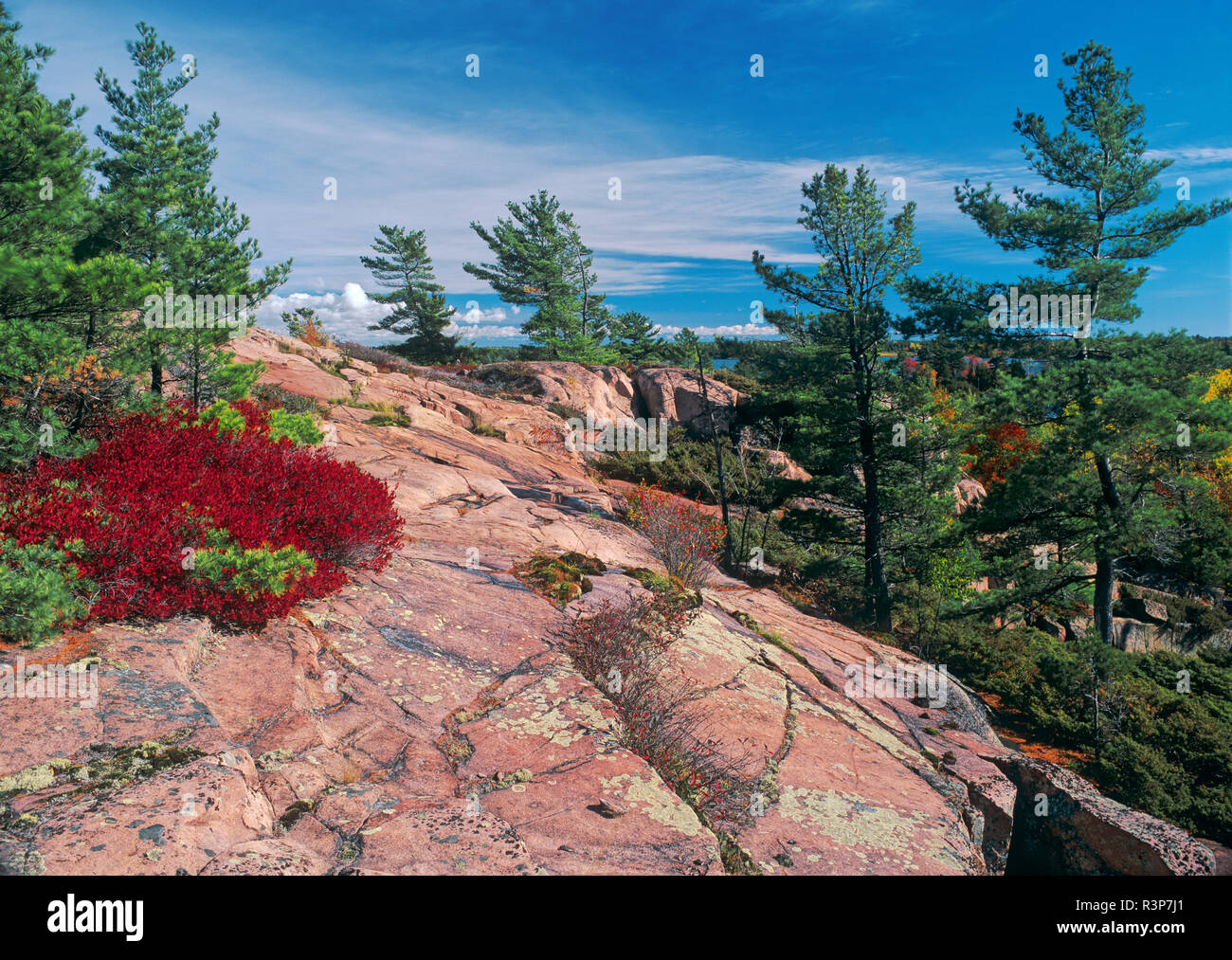 Canada, Ontario, Lake Superior Provincial Park. Trees on pink granite Stock  Photo - Alamy