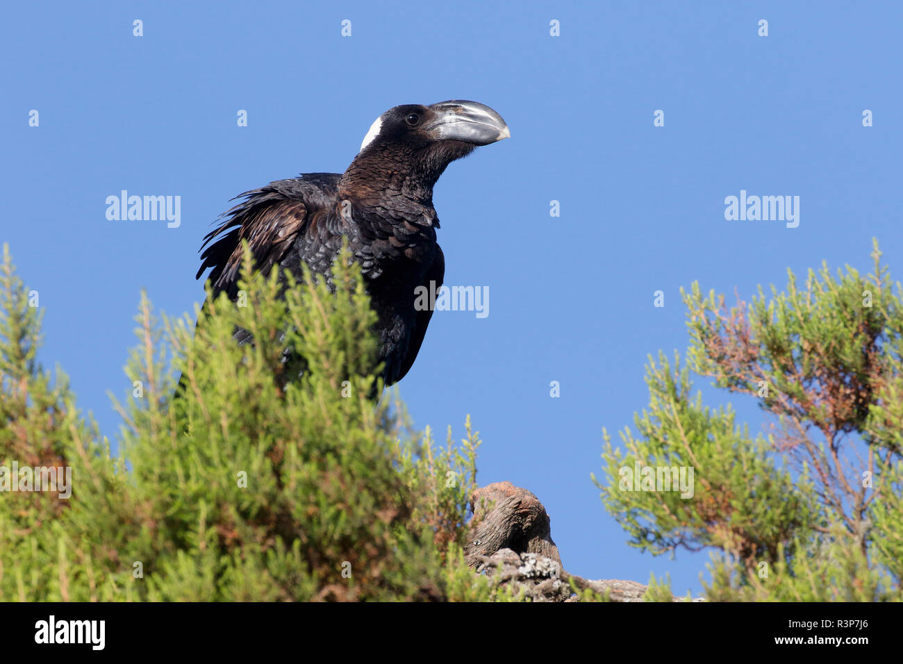 Thick-billed Raven (Corvus crassirostris) on Giant Heather, Simien National Park, Ethiopia Stock Photo