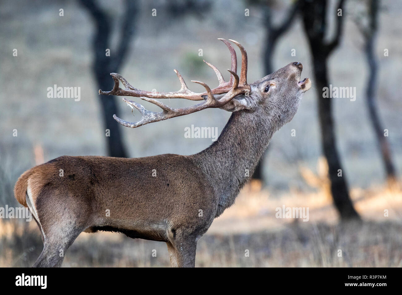 Red deer (Cervus elaphus) male bellowing, Cordoba, Andalucia, Spain Stock Photo