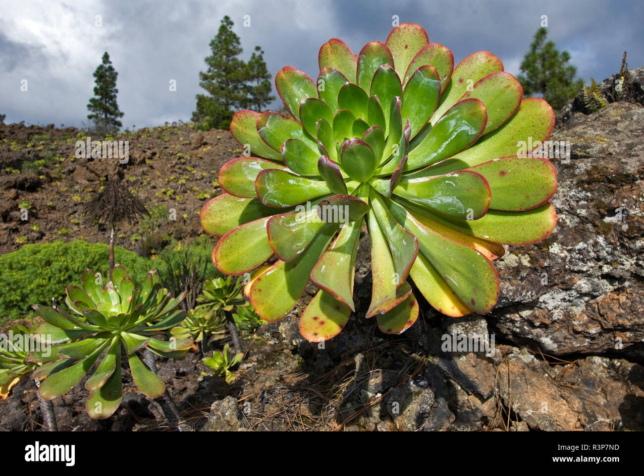 Bejeque (Aeonium sp), It is an endemic plant of the Canary Islands, Island  of Tenerife Stock Photo - Alamy