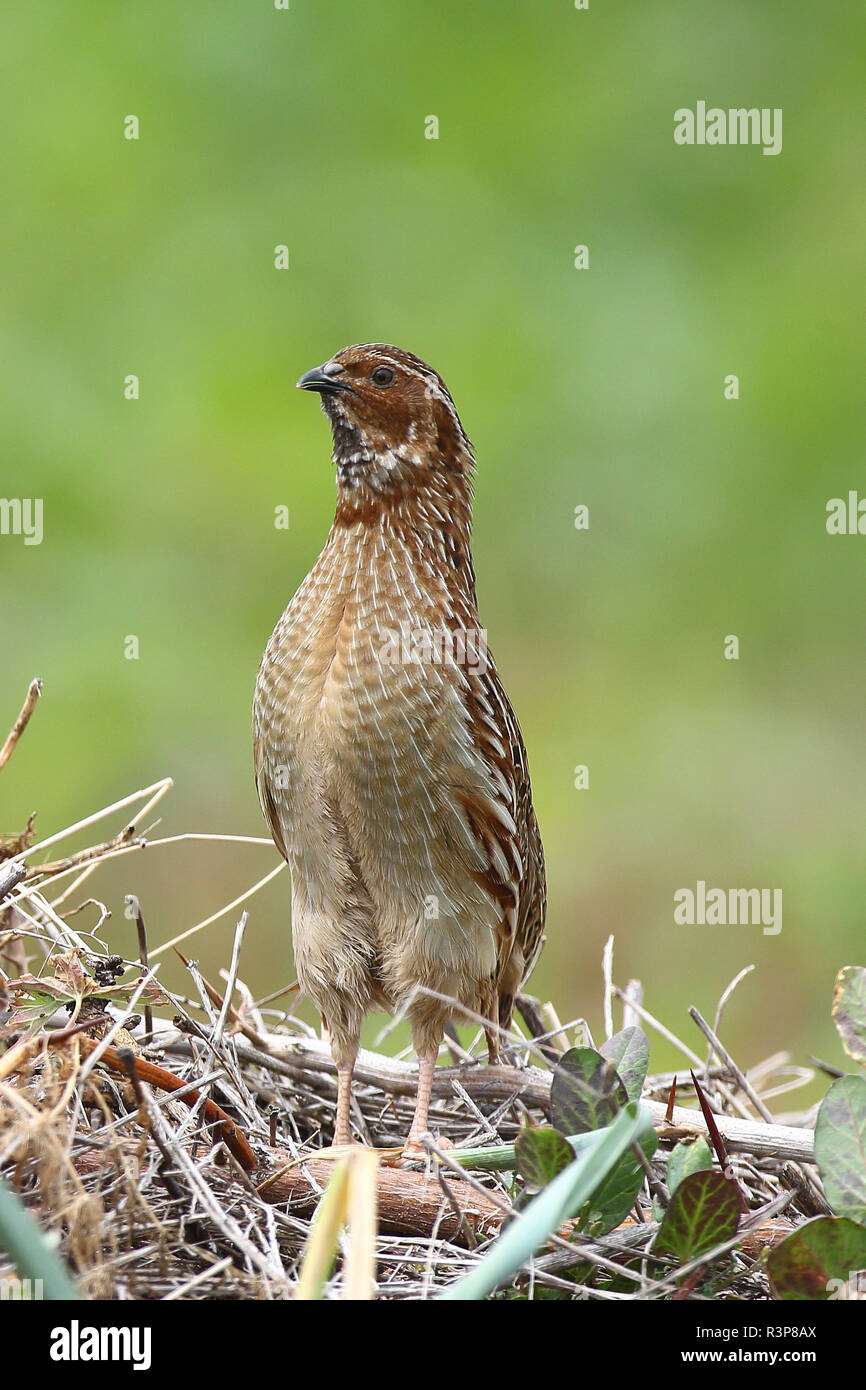 Common Quail (Coturnix coturnix) male in spring, Bay of Mont StMichel