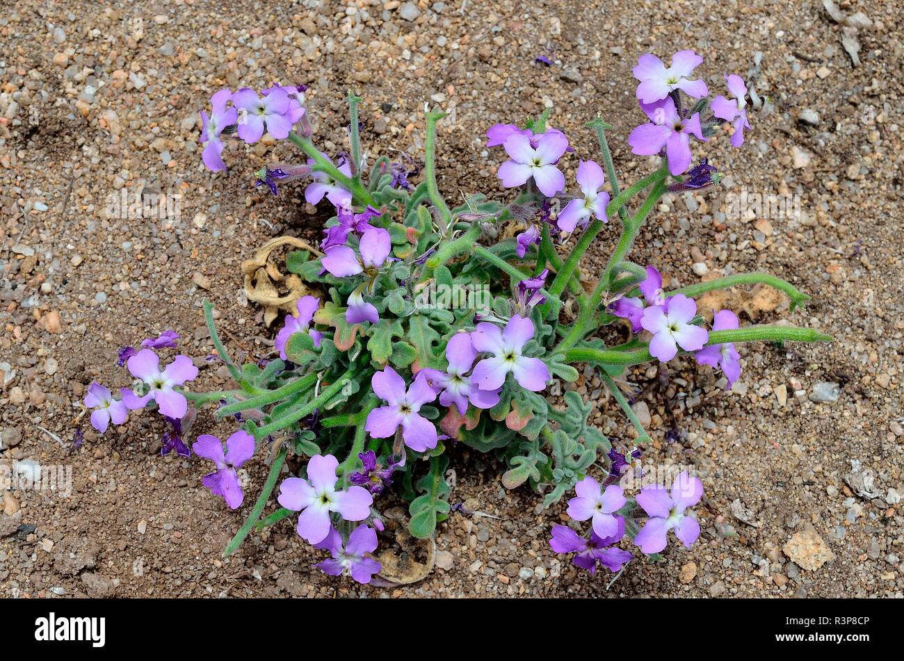 Mediterranean Stock (Matthiola tricuspidata) in bloom, Biotope: seaside, Region of Propriano, Corsica, France Stock Photo