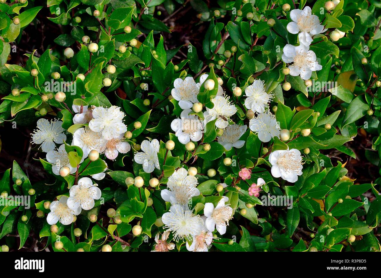 HERB EPILOBIUM FLEISCHERI FIREWEED PERENNIAL GROUND COVER FLOWER SEEDS 40
