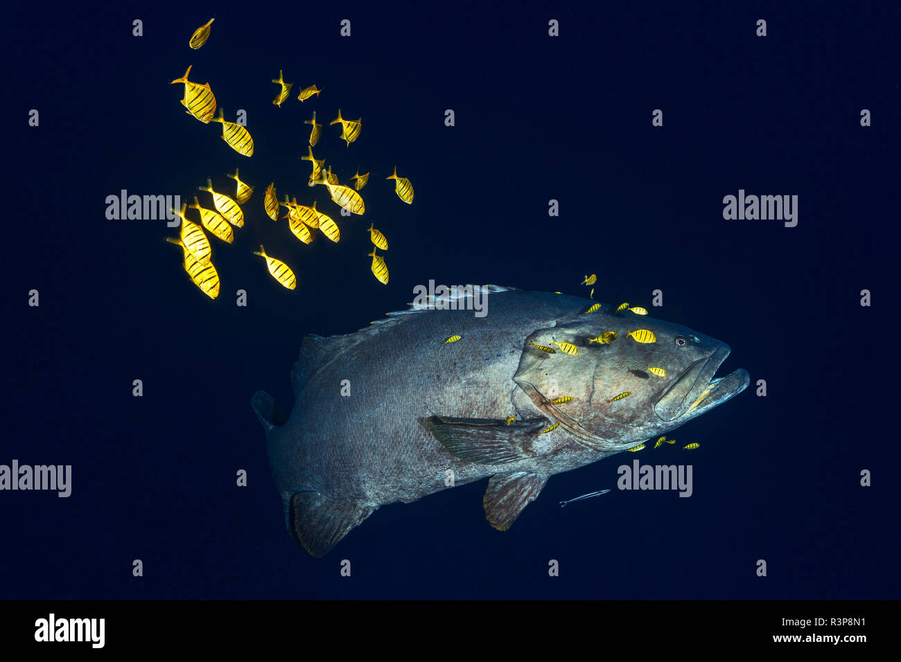Giant grouper (Epinephelus lanceolatus) followed by his horde of Golden trevallies (Gnathanodon speciosus) at 85 m depth, Mayotte Stock Photo