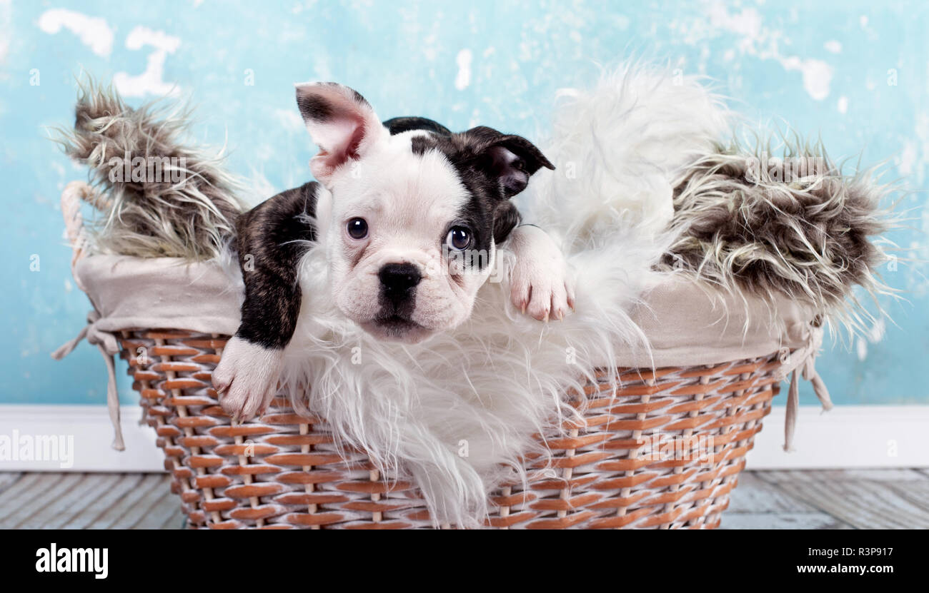 little puppy in a basket Stock Photo
