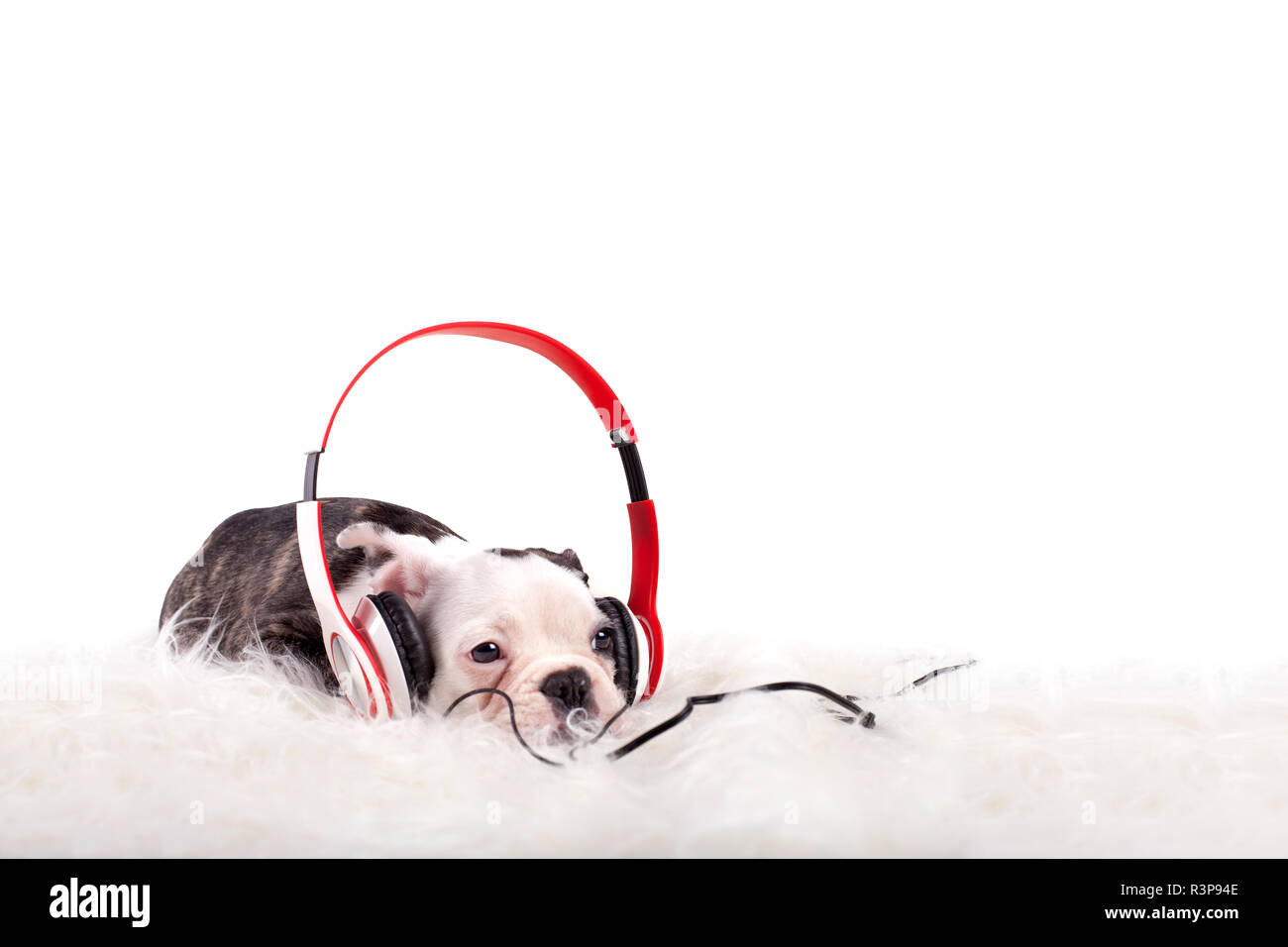 puppy with headphones Stock Photo