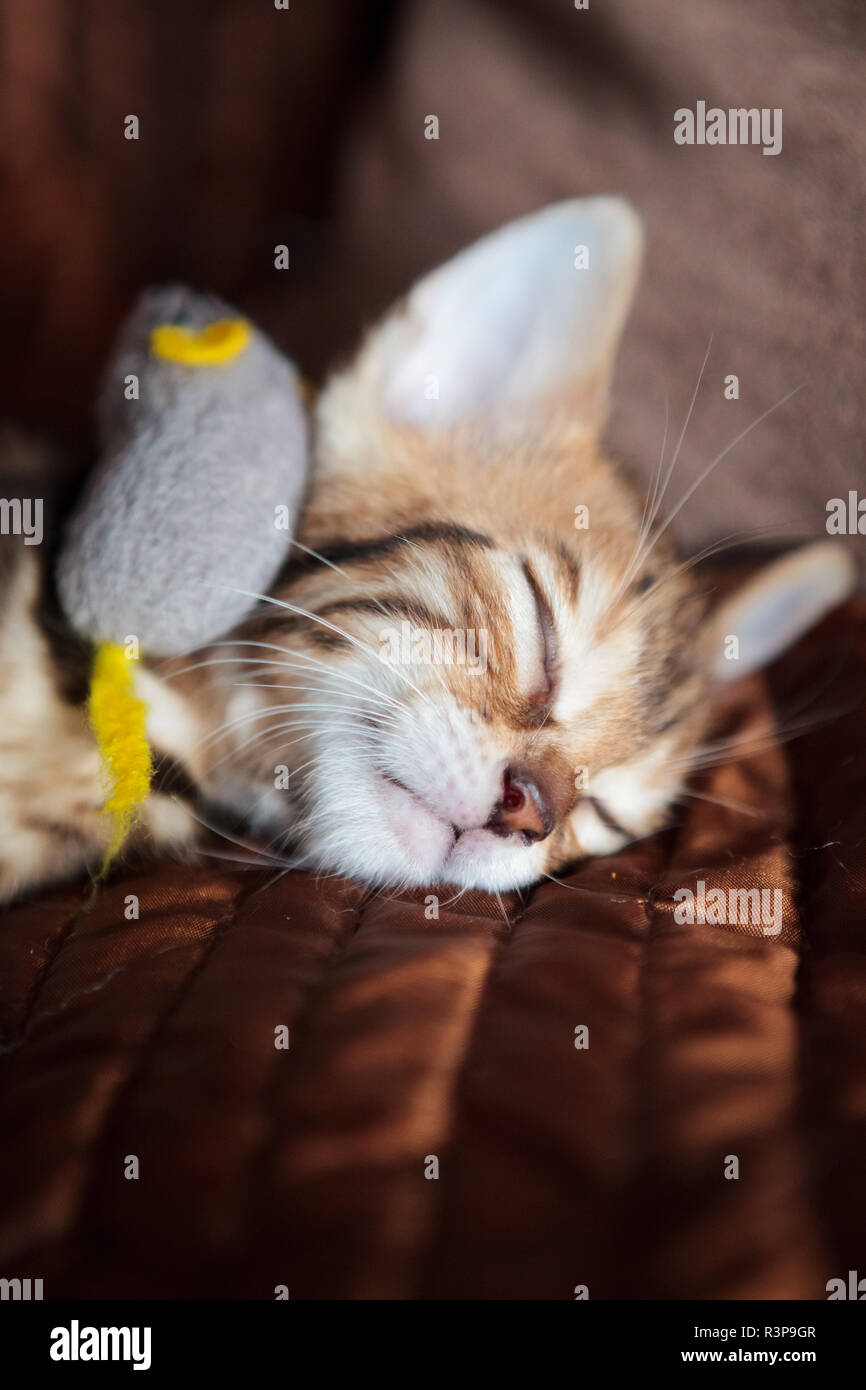 Cute bengal cat kitten at home Stock Photo - Alamy