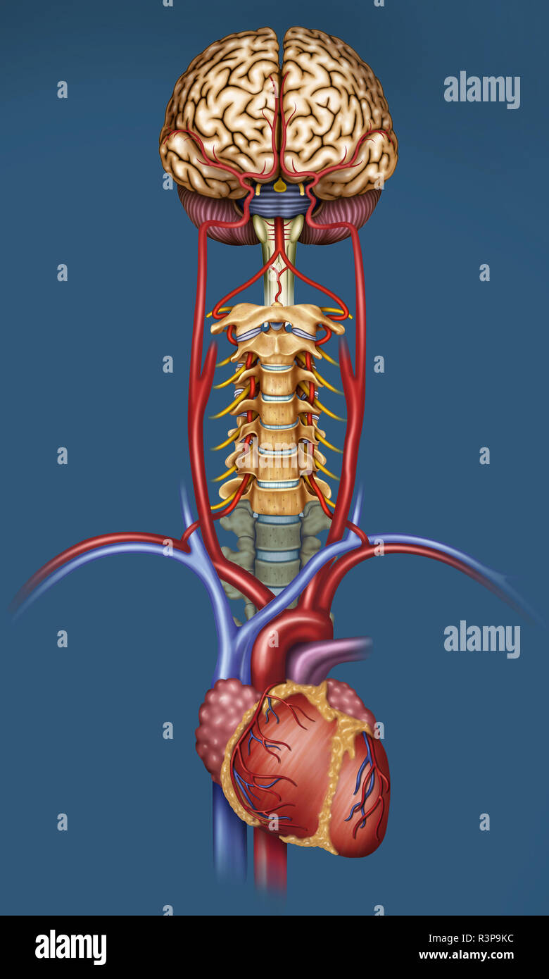 Blood vessels brain hires stock photography and images Alamy