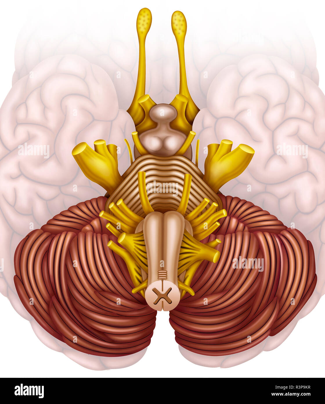 The brain stem, or human brain stem, is the major communication pathway for the brain, spinal cord, and peripheral nerves. Stock Photo