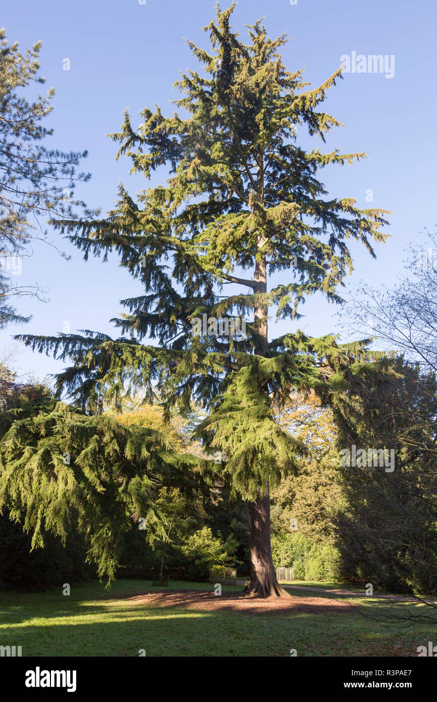 Nootka cypress tree, Xanthocyparis nootkatensis 'Pendula', Westonbirt arboretum, Gloucestershire, England, UK Stock Photo
