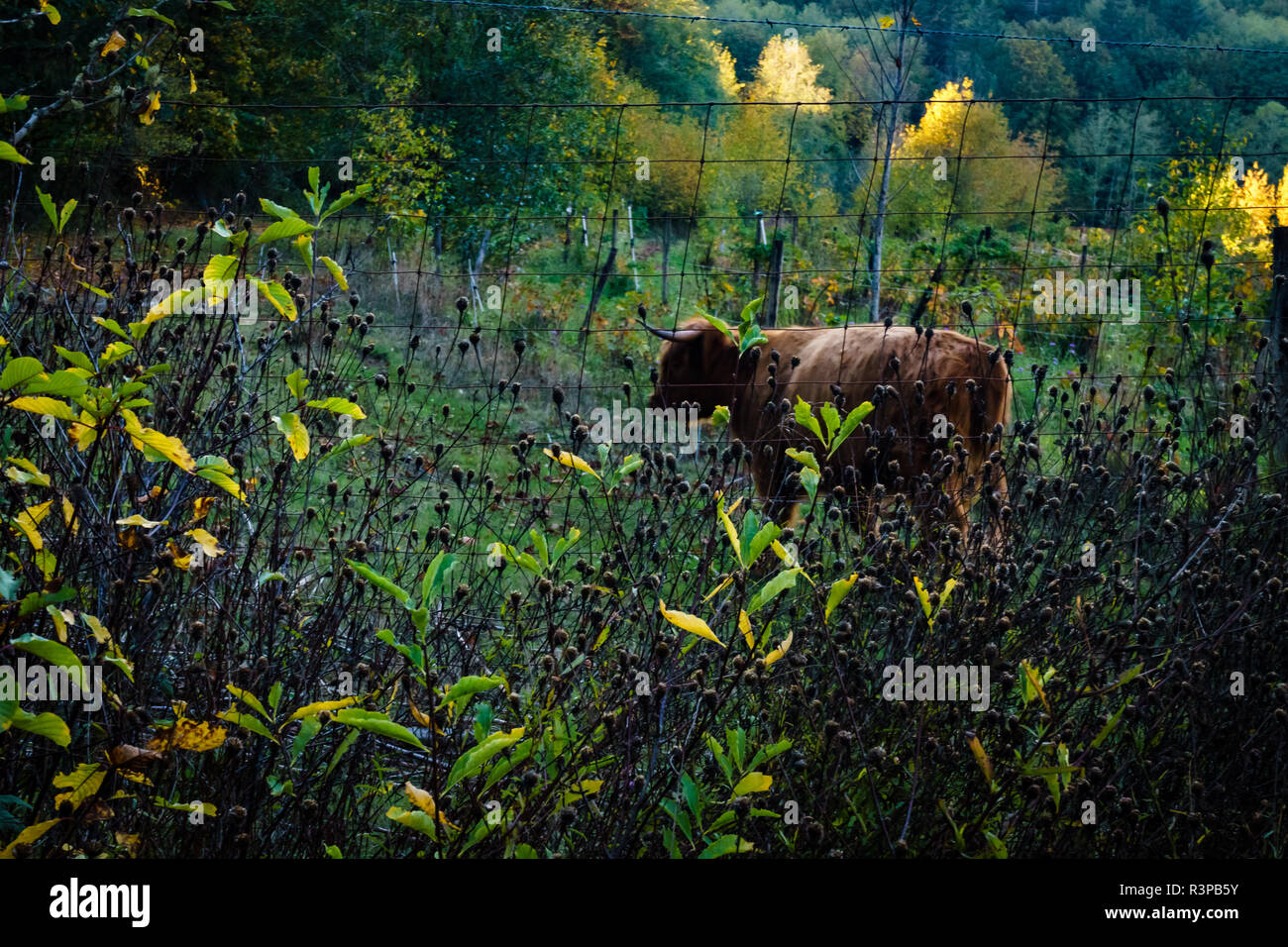 Scottish Highlander Cow Stock Photo - Alamy