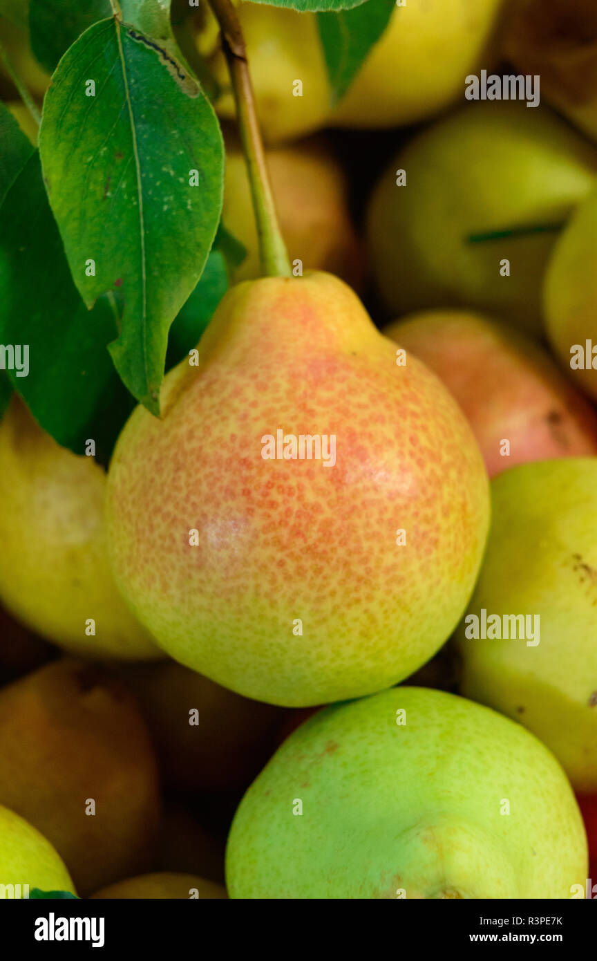Fruit juice pear trees hi-res stock photography and images - Alamy
