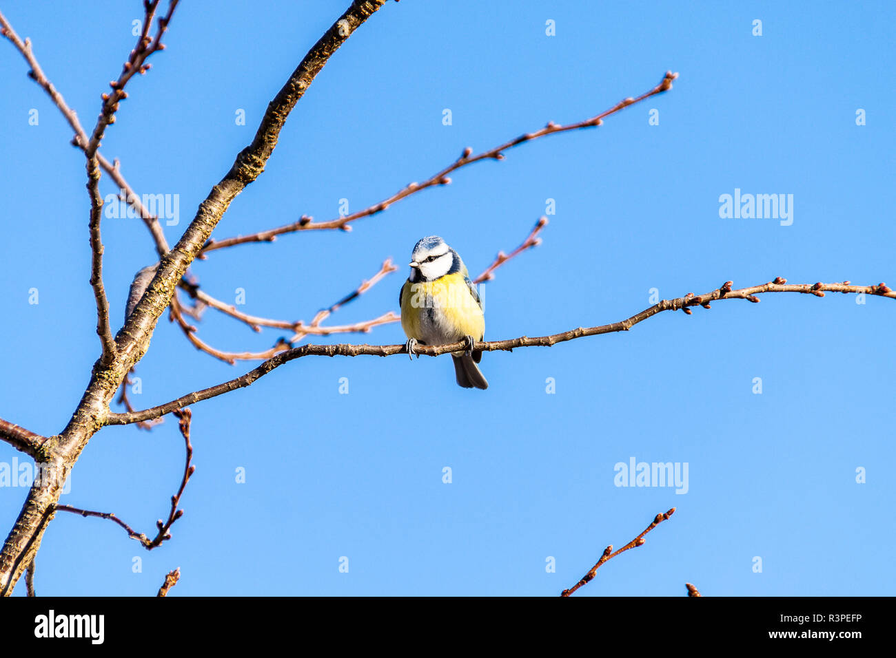 a blue tit in tree Stock Photo
