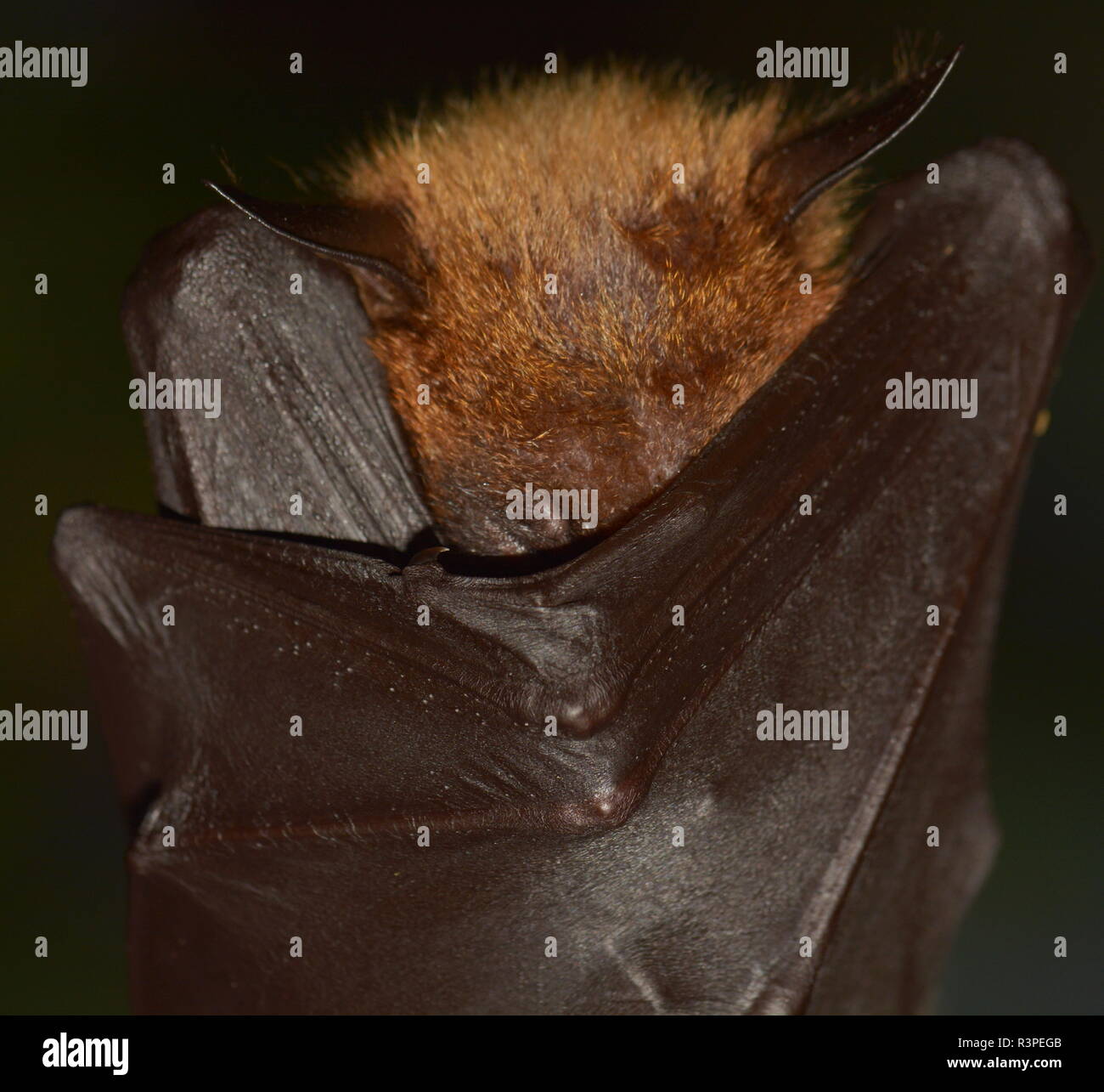 flying foxes very close in the sights Stock Photo