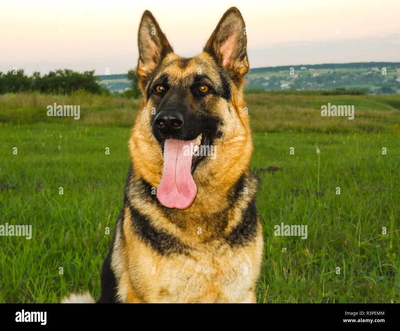 Can A Dog Live With No Teeth