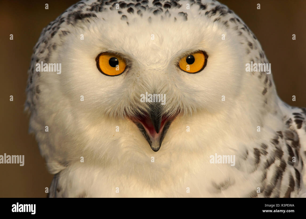 snowy owl - [bubo scandiacus] Stock Photo