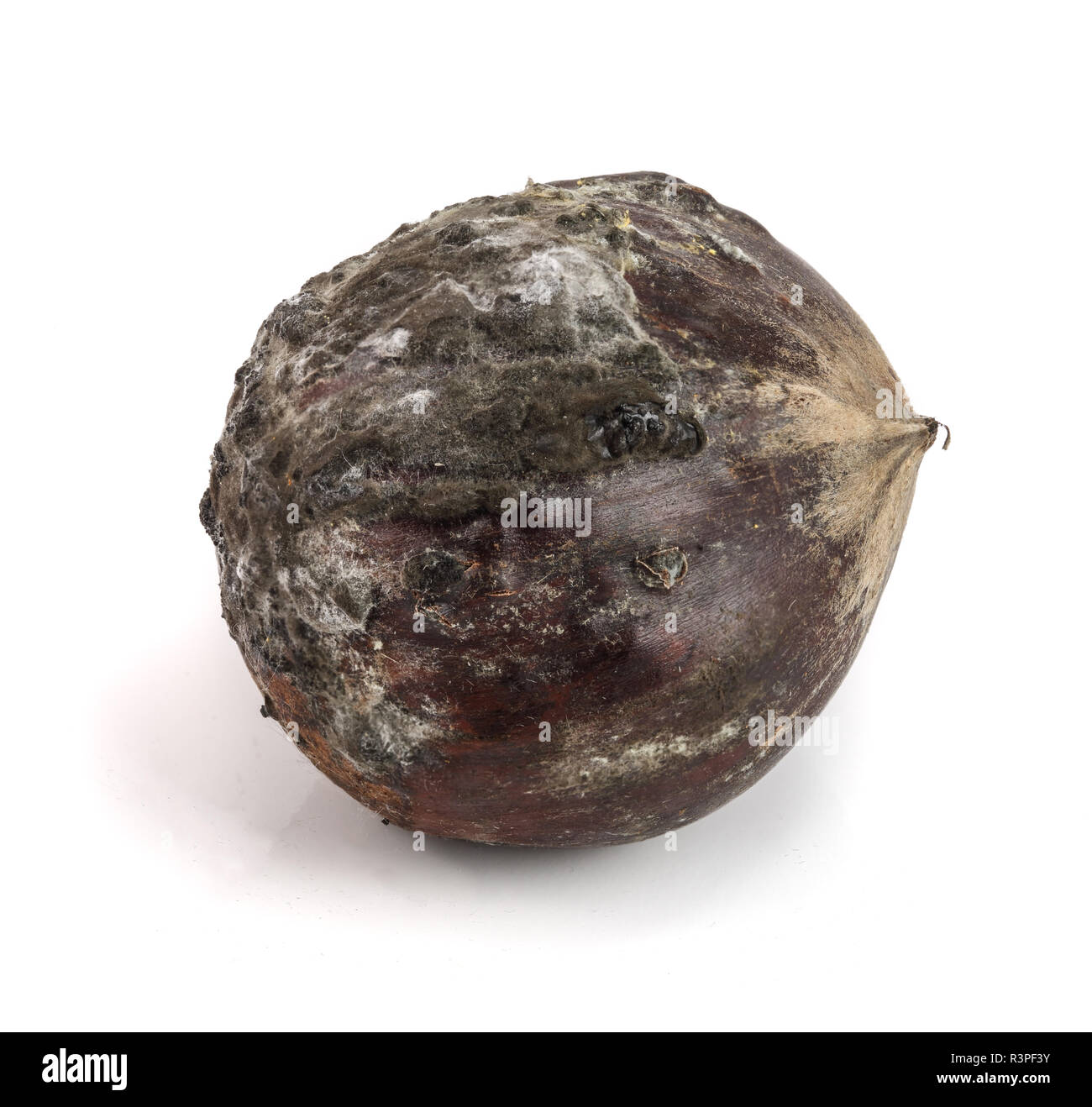 moldy chestnuts isolated on a white background Stock Photo Alamy