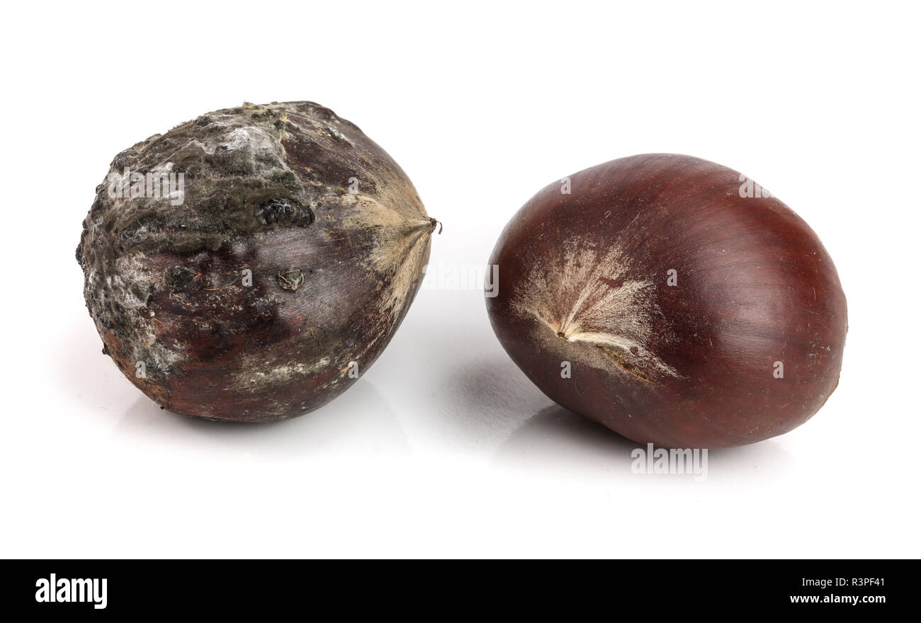 Fungal decay hires stock photography and images Alamy