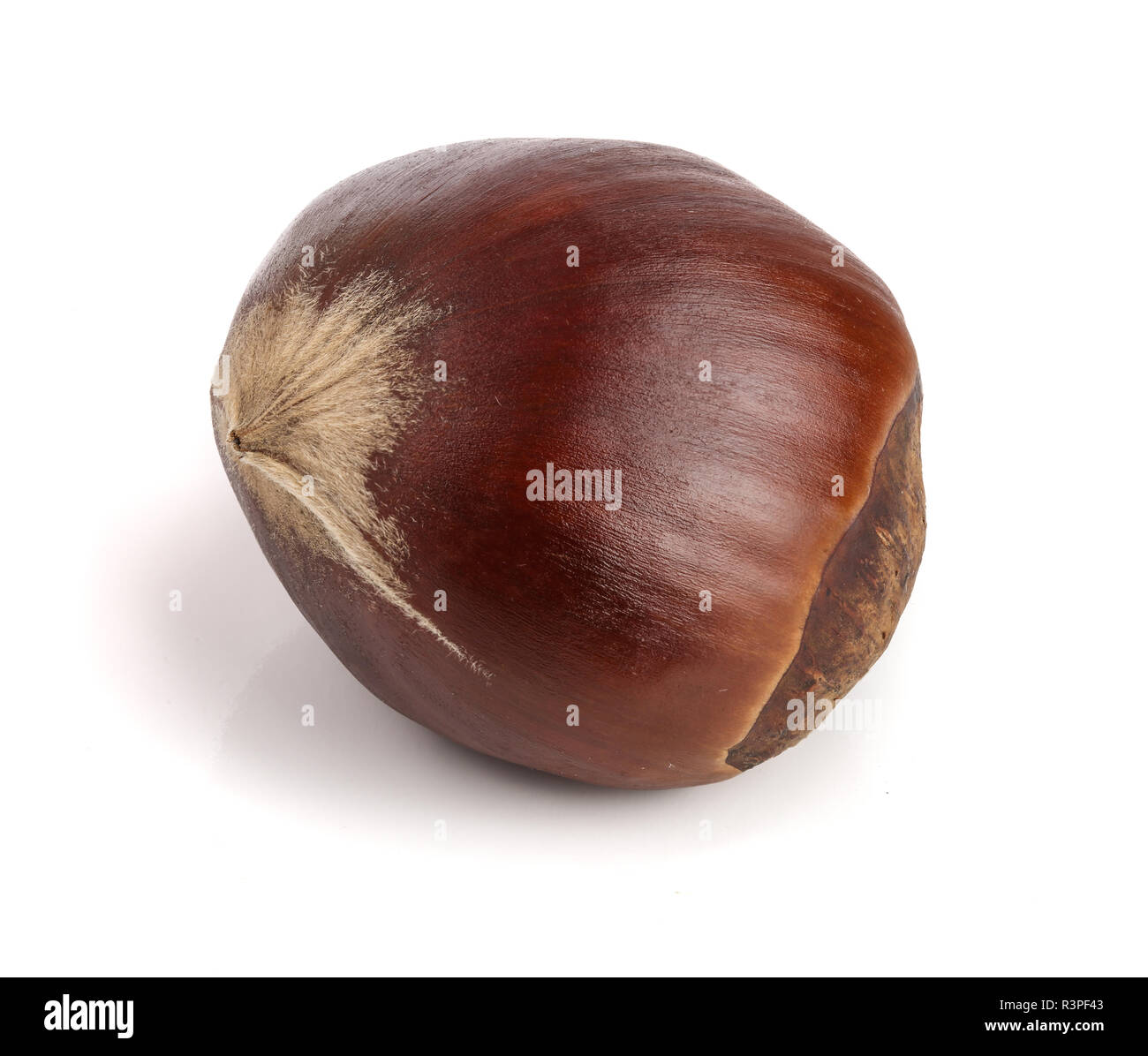 fresh edible chestnut isolated on white background Stock Photo Alamy