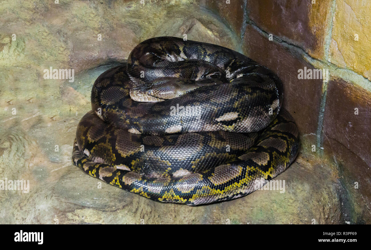 Reticulated python prey hi-res stock photography and images - Alamy