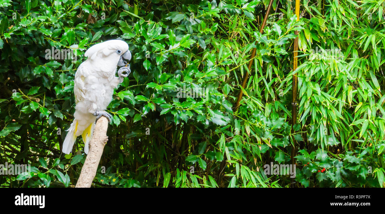 white moluccan cockatoo putting some food in his mouth and sticking his tongue out Stock Photo