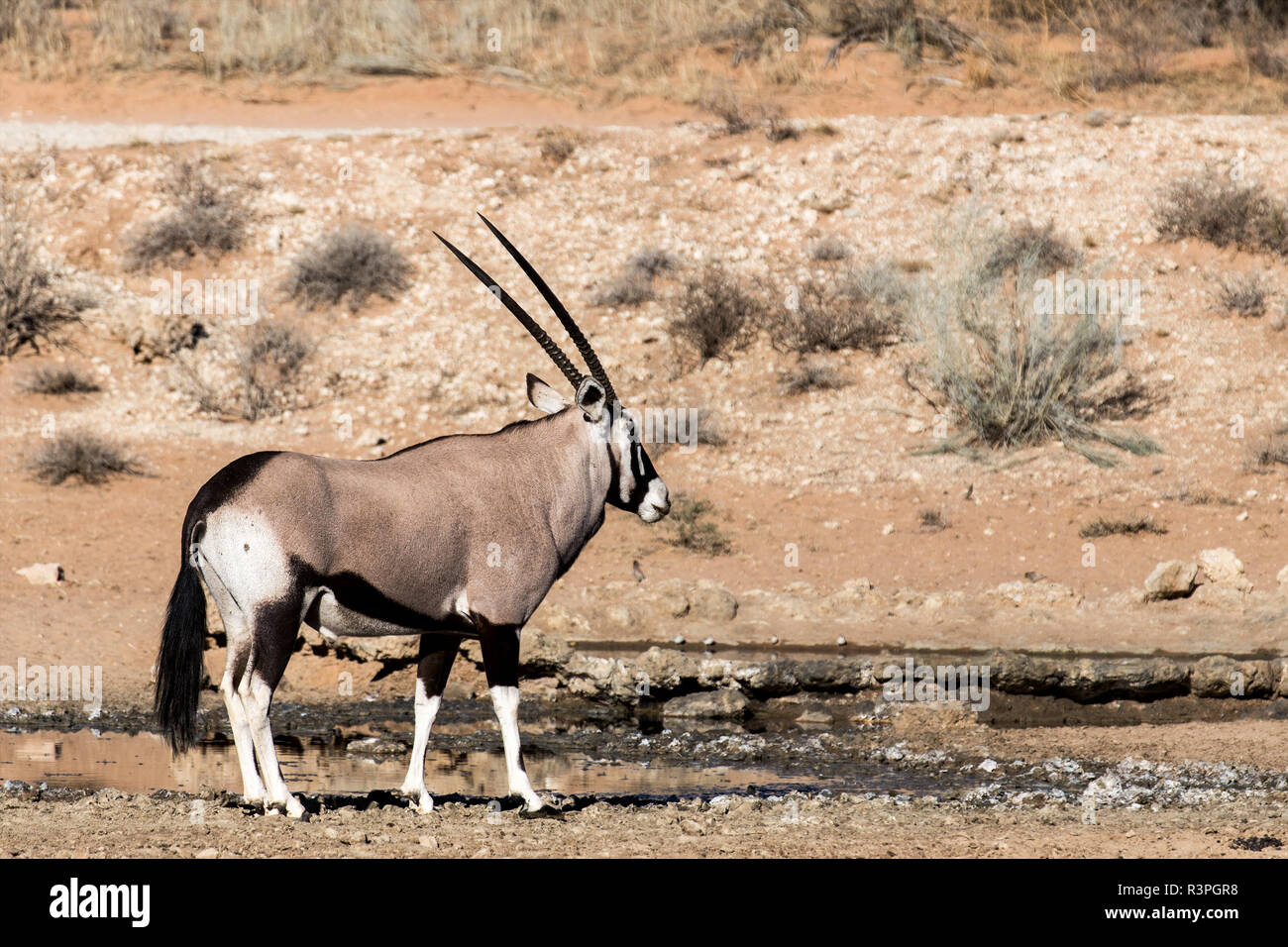 True gazelle hi-res stock photography and images - Alamy