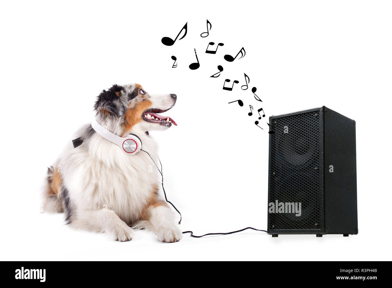 Song of the dog hires stock photography and images Alamy