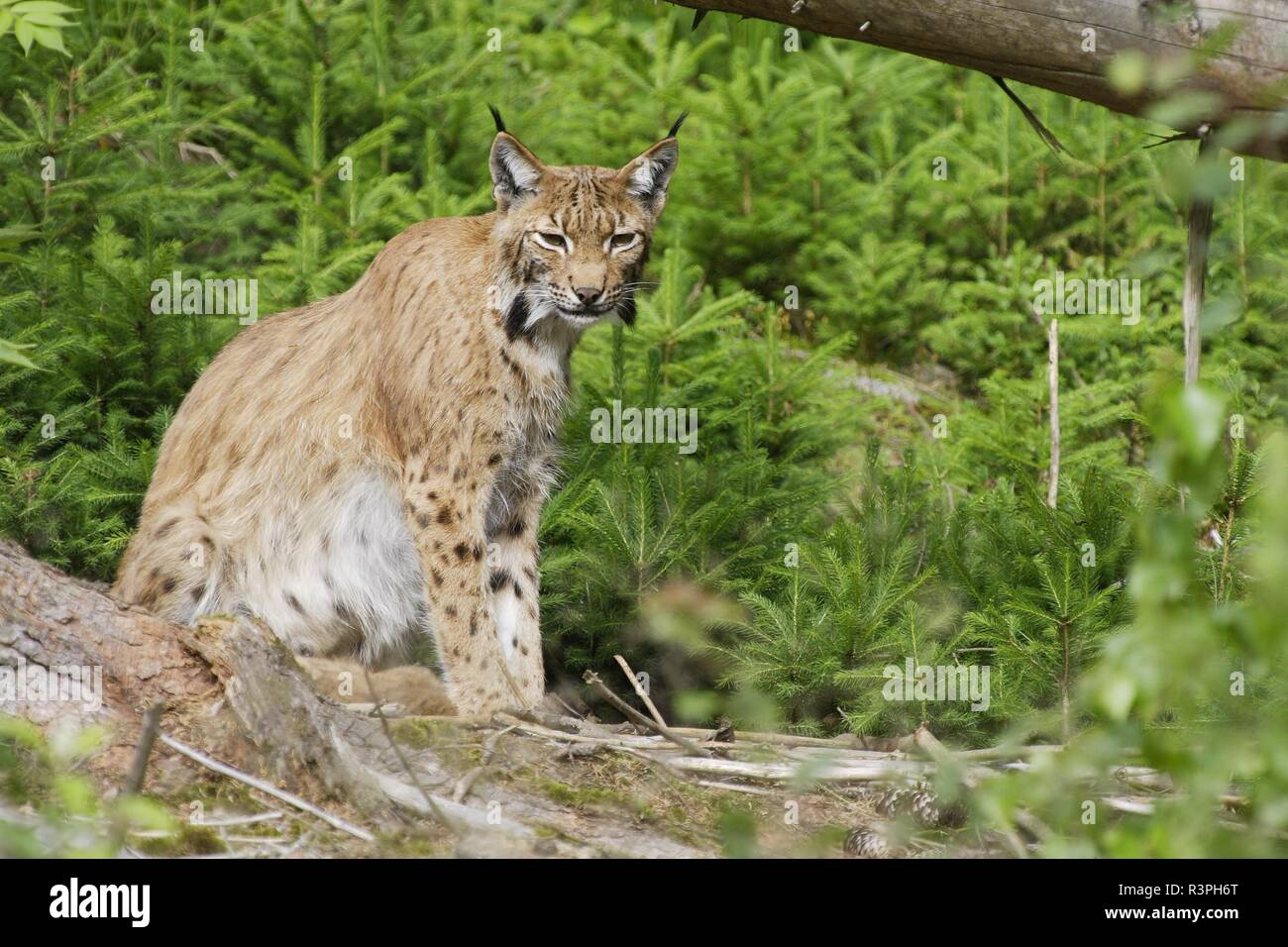 lynx,lynx lynx Stock Photo - Alamy