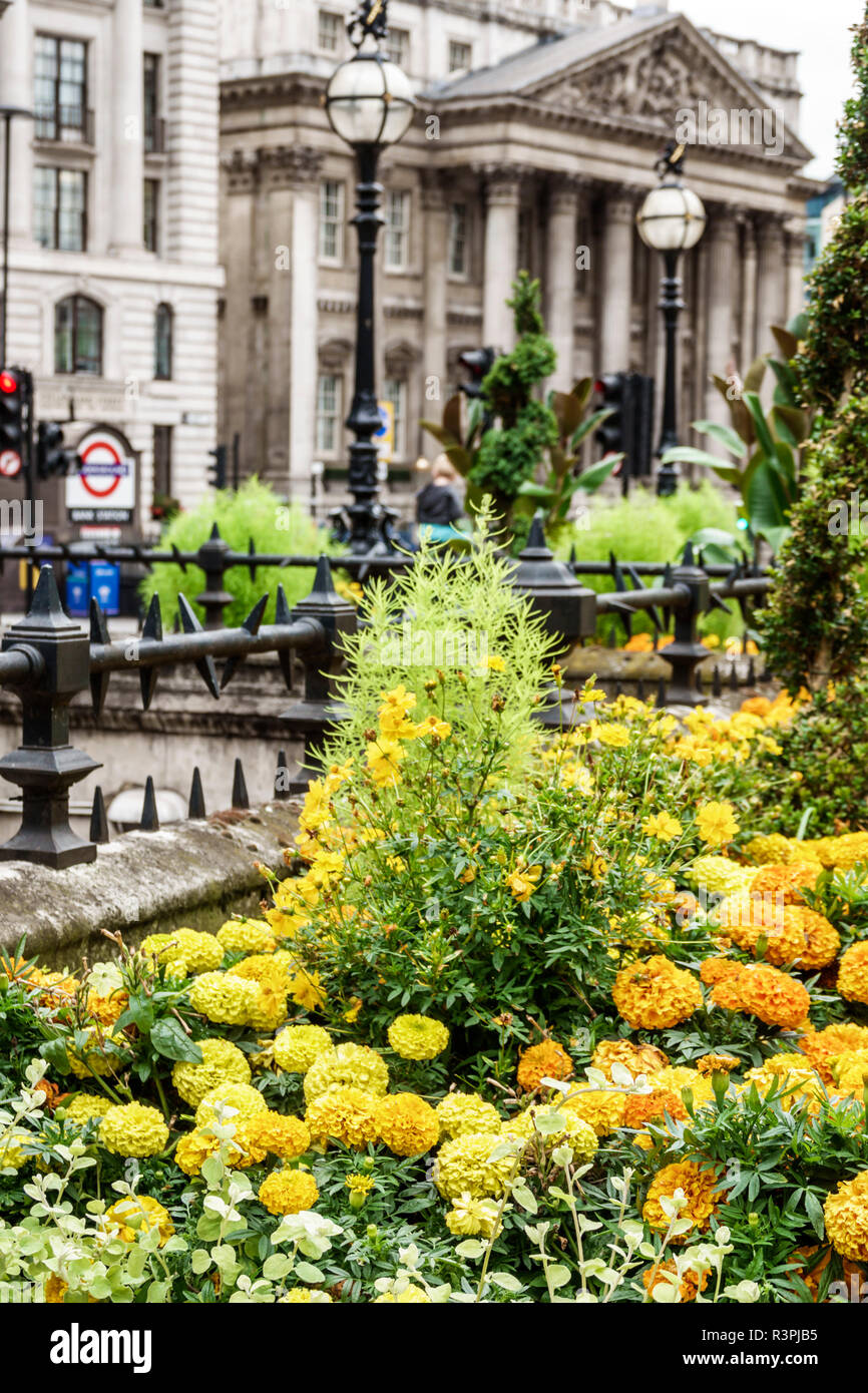 City of London England,UK financial centre center,Royal Exchange building,outside exterior,plaza,garden,flowers,mums,landscape,UK GB English Europe,UK Stock Photo