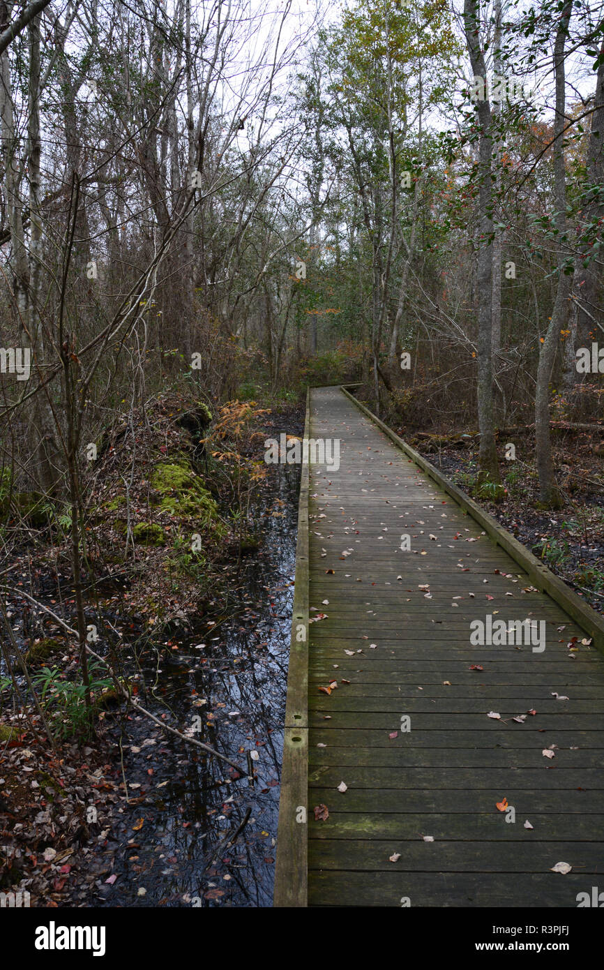 A pedestrian boardwalk leads into the Great Dismal Swamp at the visitor center outside South Mills, North Carolina. Stock Photo