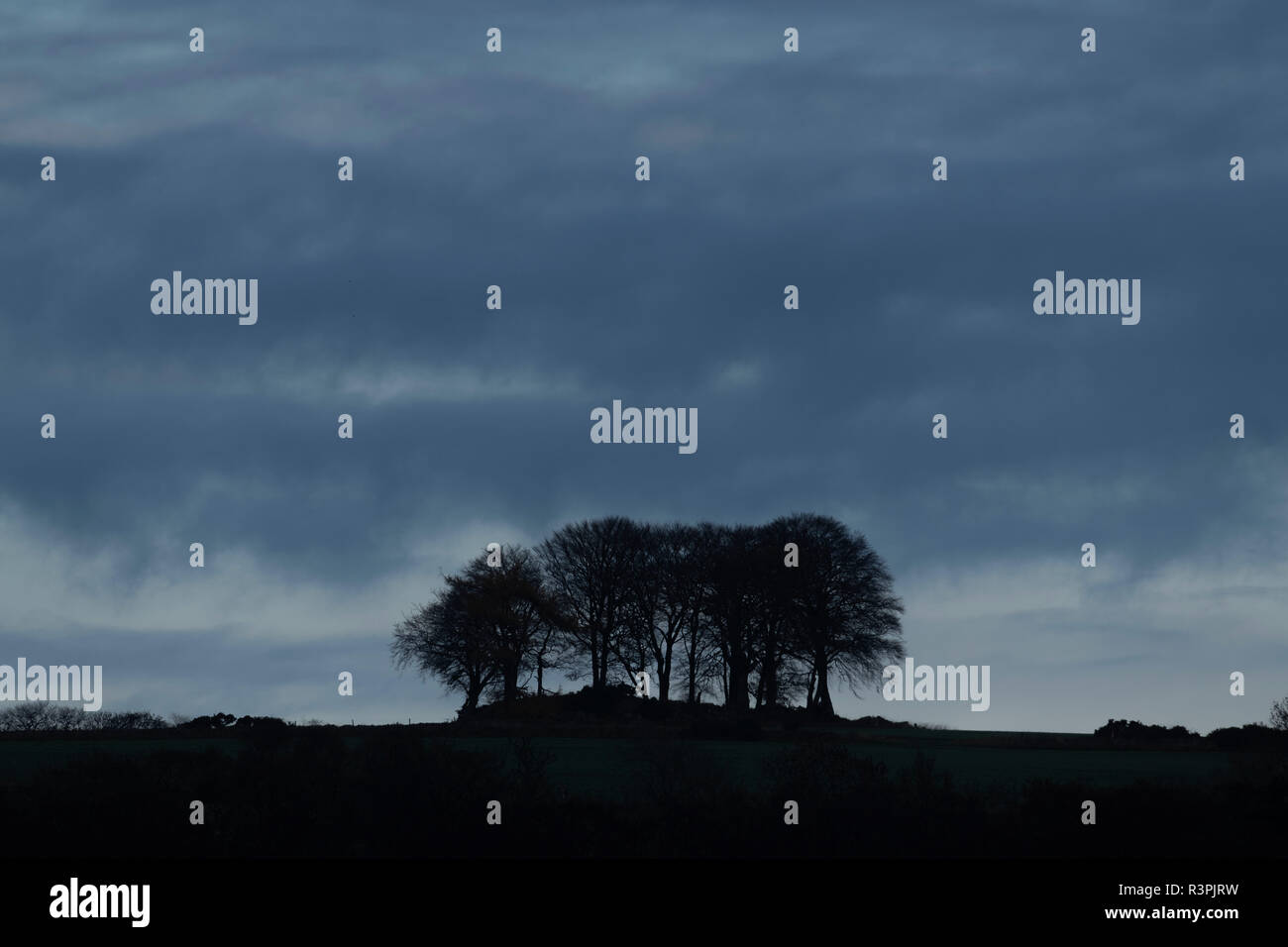 A Group of Trees Silhouetted Against a Cloudy Sky at Daybreak Stock Photo