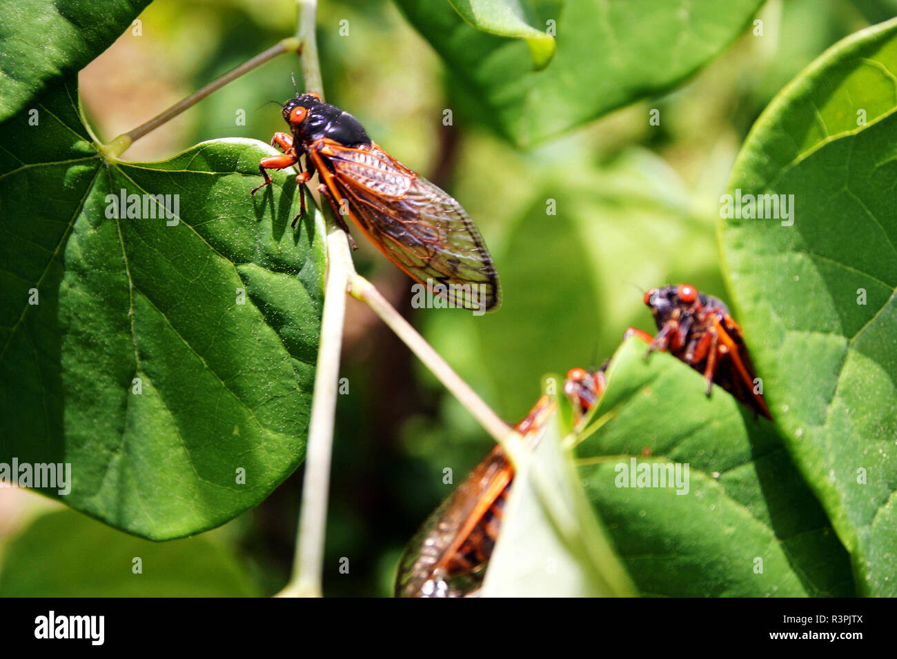 Close up of a vividly colored adult cicadas with a 17 year life cycle and intricate, transparent wings hanging out in a forest of leaves Stock Photo