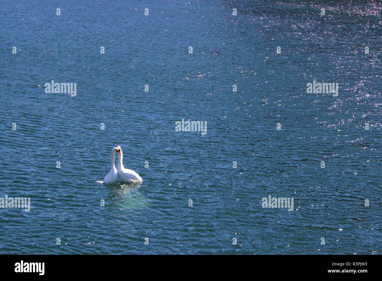 swans in love in May in Copenhagen Stock Photo