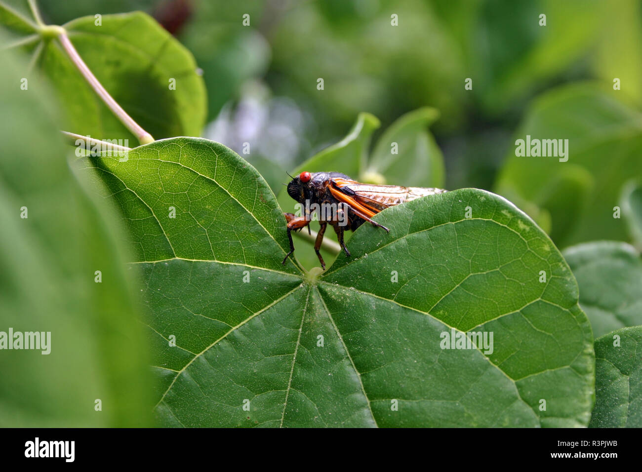 A colorful, 17 year, adult cicada hanging out in a forest of leaves Stock Photo