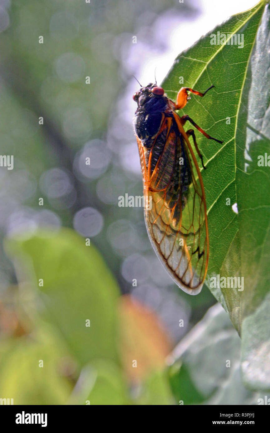 Close up of a vividly colored, 17 year adult cicada with Intricate, transparent Wings Stock Photo